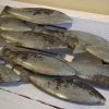 Metal School Of Fish Wall Art 2
