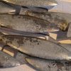 Metal School Of Fish Wall Art 1